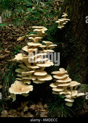 Des grappes de champignons comestibles Pleurotus cornucopiae croissant sur la base d'une pourriture frêne. Clwydian Hills, au nord du Pays de Galles, Royaume-Uni. Juin Banque D'Images