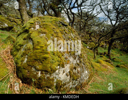 Un noir à l'ouest de Tor copse Rivière Okement, Dartmoor, dans le Devon. Bois de chêne de haute altitude avec de vieux arbres noueux, de lichens, de mousses et de rochers Banque D'Images