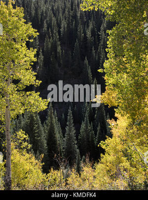 Sunlit conifères et trembles dans Kebler Pass, près de Colorado Crested Butte Nord dans le soleil du matin d'automne Banque D'Images