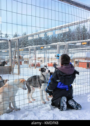 Enfant jouant avec husky chiots à boîtier dans rovaniemi, Laponie, Finlande Banque D'Images