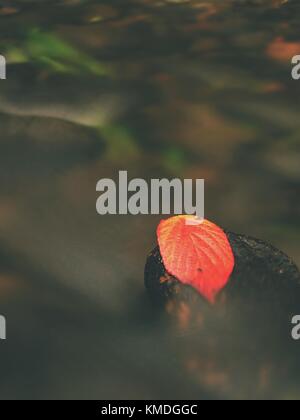 Red leaf de framboises. broken leaf orange rouge pris sur pierre noire dans le flux des rapides. lignes d'argent de bulles dans l'eau froide crée par long exposu Banque D'Images