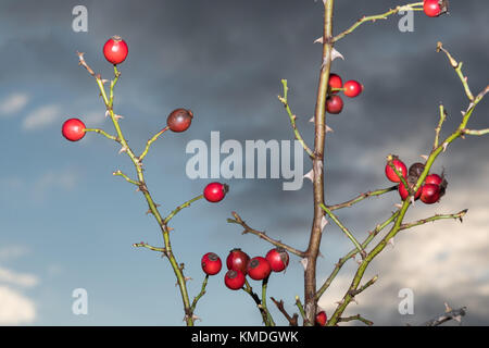 Ripe rosehips lumineux sur les rameaux épineux Banque D'Images