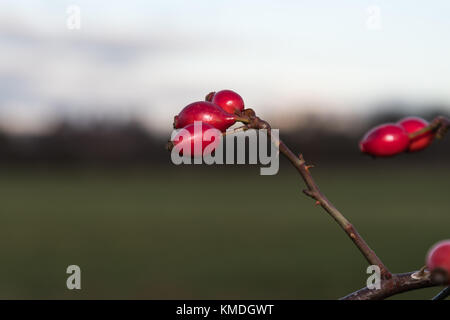 L'églantier mûr rouge sur un rameau épineux avec un fond naturel Banque D'Images