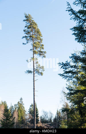 Seul grand pin arbre dans une forêt Banque D'Images