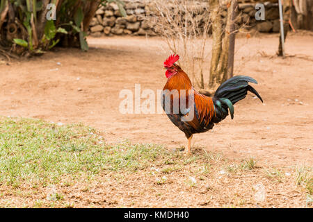 Red Rooster cockrel, Hen, dans la saleté patch Banque D'Images