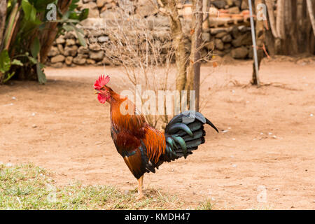 Red Rooster cockrel, Hen, dans la saleté patch Banque D'Images