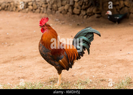 Red Rooster cockrel, Hen, dans la saleté patch Banque D'Images