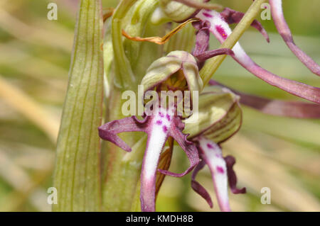Orchid de lézard, Himantoglossum hircinum, sur les dunes de sable du Somerset. ROYAUME-UNI Banque D'Images