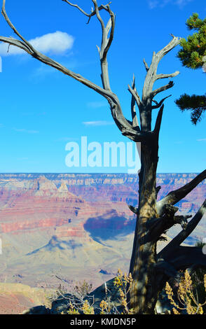 Vue du grand canyon avec arbre sec qui a besoin de très peu d'eau en premier plan, Arizona, USA. L'une des merveille du monde. Banque D'Images