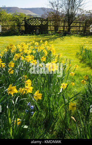 Jonquilles naturalisées apportent une pelouse en vie dans un milieu rural jardin anglais dans le Wiltshire England UK Banque D'Images