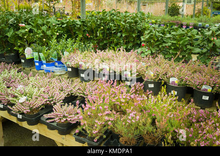 Les plantes d'hiver y compris erica à vendre dans un jardin anglais centre à UK Banque D'Images