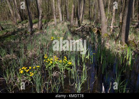 Bruchwald, Erlenbruchwald, Erlen-Bruchwald, Auwald, Sumpf mit Sumpf-Dotterblume, Sumpfdotterblume, Dotterblume, Maltha palustris, Kingcup, Kingscup, M Banque D'Images