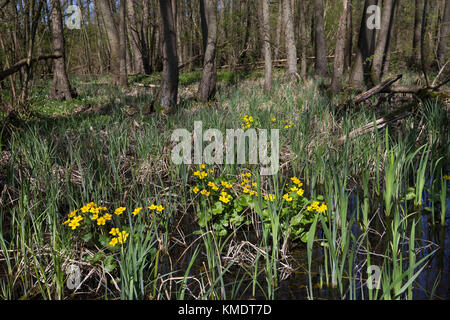 Bruchwald, Erlenbruchwald, Erlen-Bruchwald, Auwald, Sumpf mit Sumpf-Dotterblume, Sumpfdotterblume, Dotterblume, Maltha palustris, Kingcup, Kingscup, M Banque D'Images