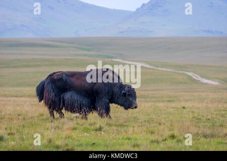 Yak mâle noir dans la verte prairie, Kirghizistan Banque D'Images