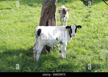 Veau noir blanc meadow Banque D'Images