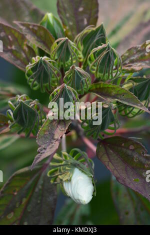 Un bourgeon de fleur hibiscus des marais ouvert entouré par les vrilles de grêles les capsules de graines. Banque D'Images