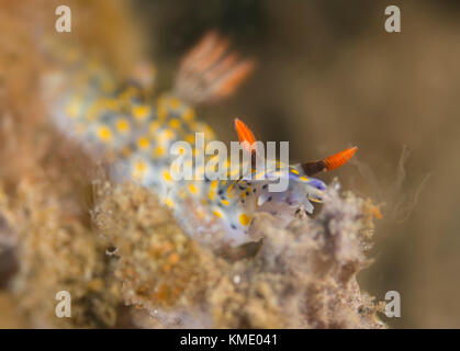 Sur un Nubdibranch Banque D'Images