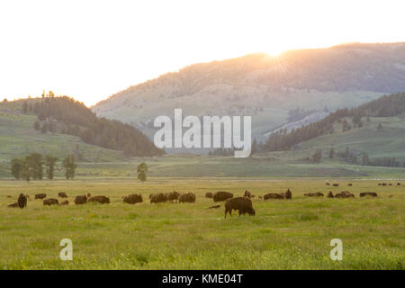 Un troupeau de bisons se broute au coucher du soleil devant les collines vallonnées de Lamar Valley dans le parc national de Yellowstone le 23 juin 2017 dans le Wyoming. (Photo de Jacob W. Frank via Planetpix) Banque D'Images