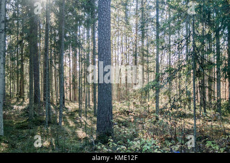 Forêt à la fin de l'automne. Banque D'Images