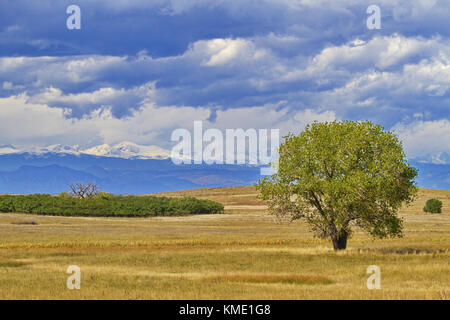 Les métaphores adverse visible dans l'arbre vert riche en premier plan contraste avec stark leaffless arbre en distance. L'emplacement est à proximité de Denver, Colorado. Banque D'Images