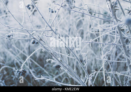 Aronia Bush dans le froid hivernal. Banque D'Images