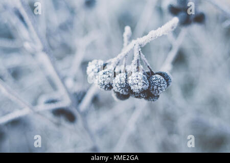 Cristaux de givre sur Aronia de baies. Banque D'Images