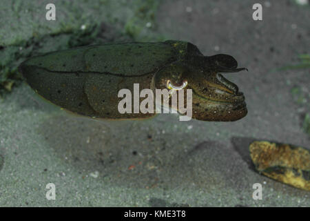 Sepia planant au-dessus de la mer Banque D'Images
