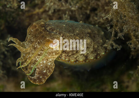 La seiche planant au-dessus de la mer Banque D'Images