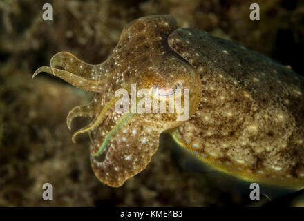 La seiche planant au-dessus de la mer Banque D'Images
