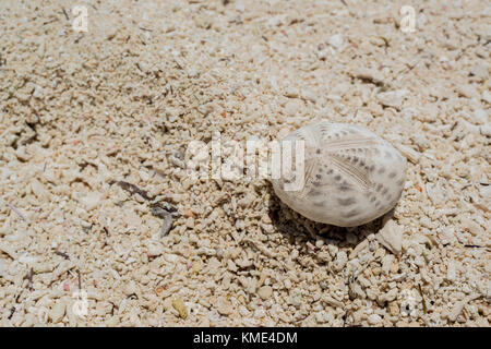 Coquille d'oursin de mer échoués sur une plage Banque D'Images