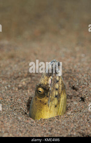 À nageoires noires anguille serpent avec sa tête qui sort du sable Banque D'Images
