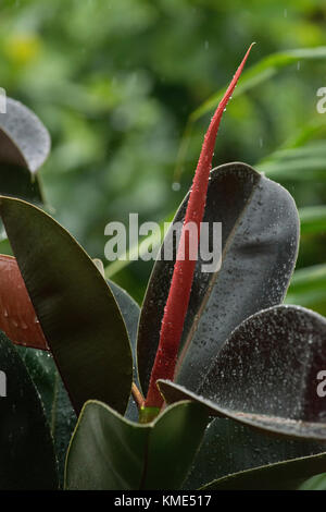 Fleurs dopés rouge couverte d'eau chute pendant une tempête de pluie sur Camiguin, Philippines Banque D'Images