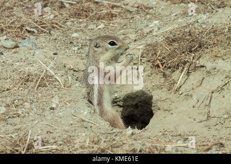 San Joaquin ou écureuil antilope de Nelson (Ammospermophilus nelsoni) en voie de disparition, carrizo plain national monument, California USA Banque D'Images