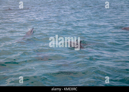 Les dauphins nager dans la mer intérieure - Fernando de Noronha, Pernambouc, Brésil Banque D'Images