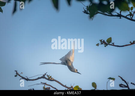 Sterne gygis blanche (alba) flying - Fernando de Noronha, Pernambouc, Brésil Banque D'Images