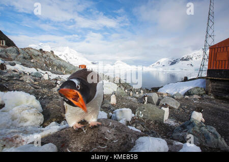 Gentoo Penguins parmi les paysages côtiers de Paradise Bay, au large de Graham Terre,Antarctique Banque D'Images