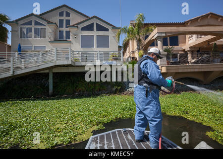 Man spraying water hyacinth avec des produits chimiques, Stockton, Californie, États-Unis Banque D'Images