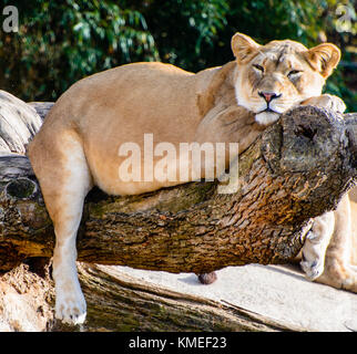 Une lionne dort sur une branche d'arbre Banque D'Images