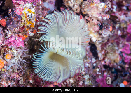 Feather Duster worm (Sabella fusca Grube, 1870) Banque D'Images