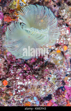 Feather Duster worm (Sabella fusca Grube, 1870) Banque D'Images