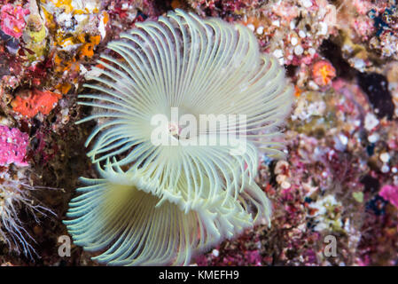 Feather Duster worm (Sabella fusca Grube, 1870) Banque D'Images