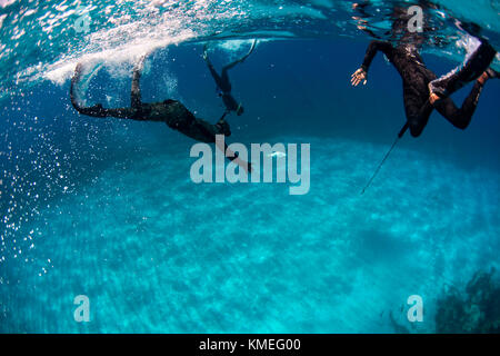 Groupe de plongeurs récupérant le poisson margate mort (de la famille de la grante) tout en pêchant le fer de lance. Les requins peuvent être attirés par les poissons mourants, de sorte que les plongeurs s'aident souvent les uns les autres et gardent les yeux à l'extérieur pour les autres prédateurs, Clarence Town, long Island, Bahamas. Banque D'Images