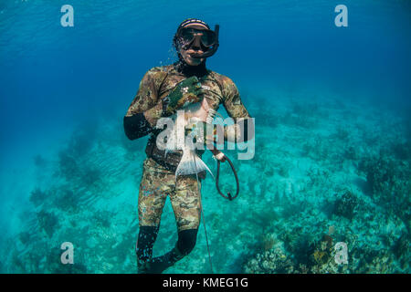 Vue de face du plongeur tenant pêché de l'hogfish sous l'eau pendant la pêche de fer de lance, Clarence Town, long Island, Bahamas Banque D'Images