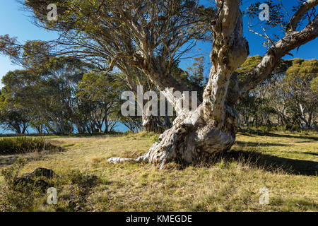 Noueux massifs old snow Gum (Eucalyptus pauciflora) à trois mile, Kiandra Département de parc national dans les montagnes enneigées de la Nouvelle Galles du Sud Banque D'Images