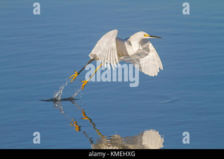 États-unis, Californie, Moss Landing, faune, préserver, Aigrette neigeuse Banque D'Images