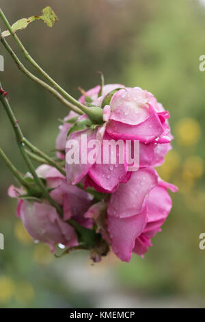 Les roses de couleur rose rose en détail à l'intérieur de jardin Banque D'Images