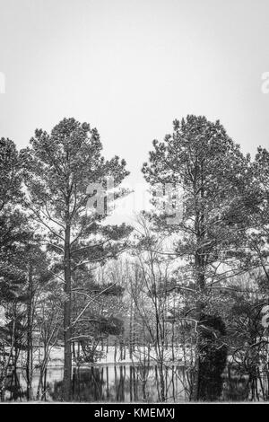 Photo de neige landscpae de pins et d'un étang Banque D'Images