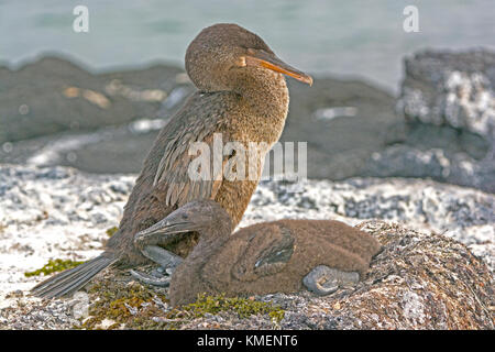 Cormoran aptère et son bébé sur son nid sur l'île Fernandina de Galápagos Banque D'Images