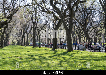 American ormes le long du Mall dans Central Park, NYC, USA Banque D'Images