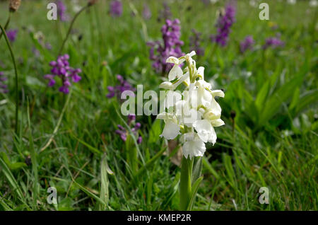 Blanc Vert-winged orchid (Anacamptis morio) Banque D'Images